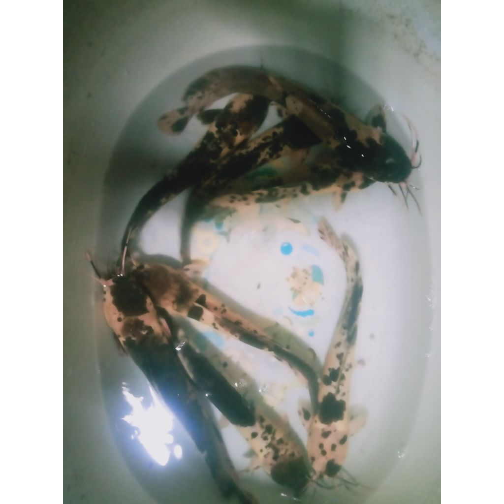 Lele hias Albino trotol size -+30 cm