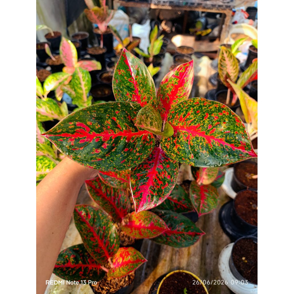 Aglonema stardust merah Asli/aglonema red stardust/aglonema stardus merah/aglonema stardas merah.
