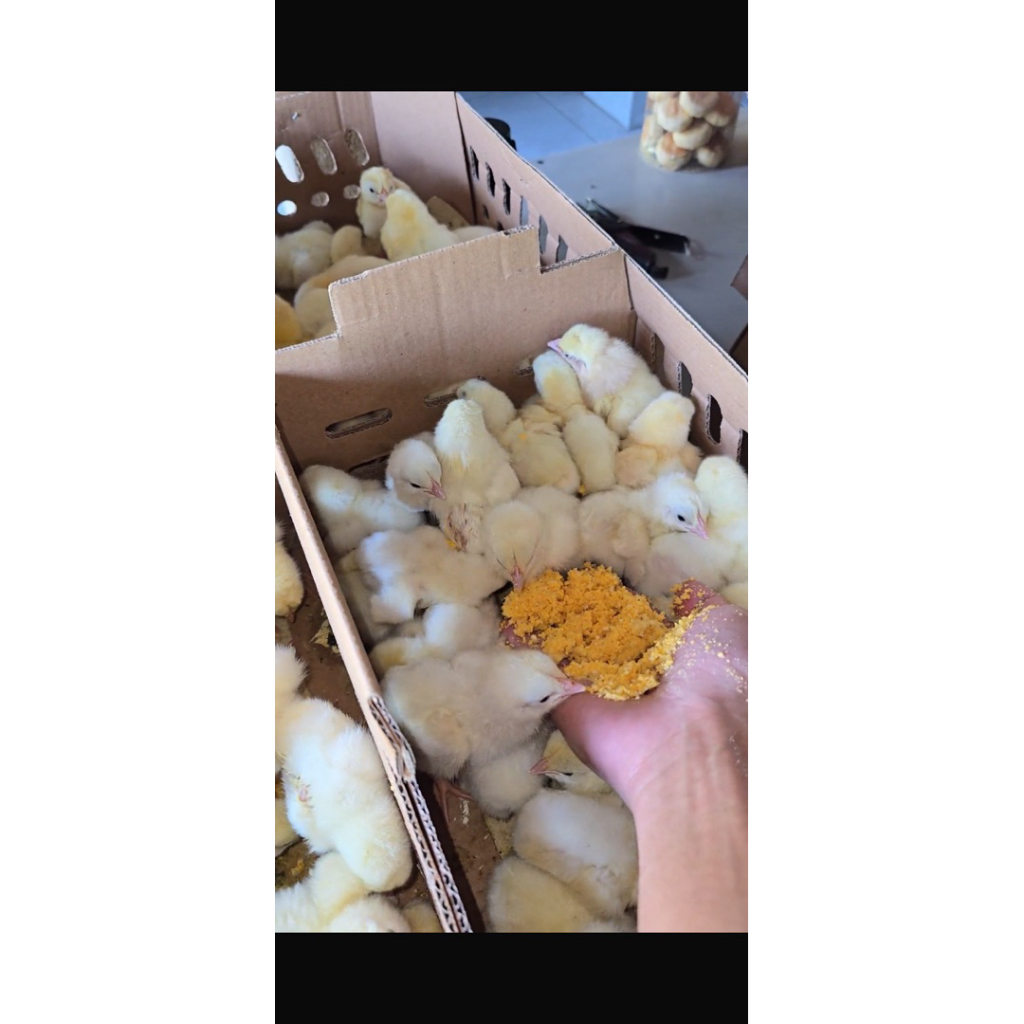 doc ayam broiler 1 box (100 ekor)