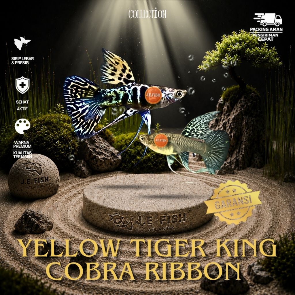 FREE PACK - Guppy Yellow Tiger King Cobra Ribbon & Normal