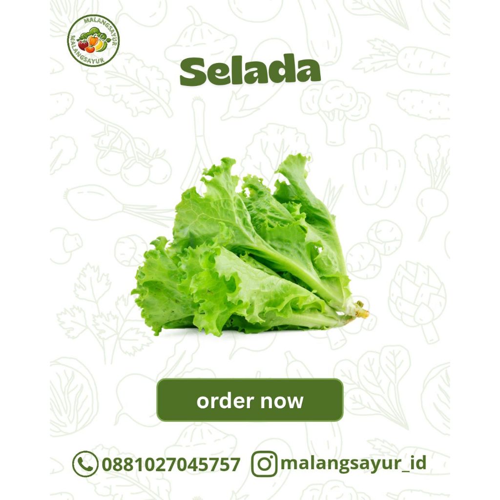 Selada Kriting 1 Kg