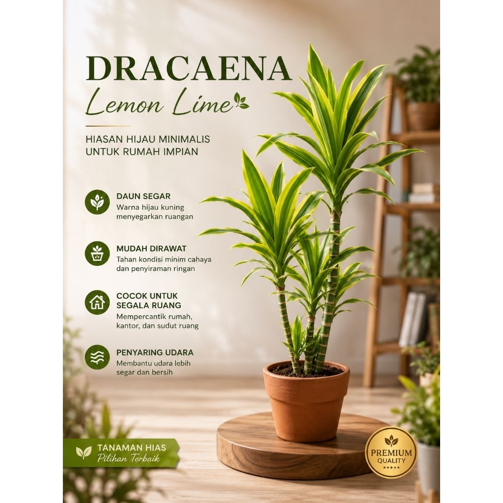 tanaman hias indoor dracaena fragrans - dracaena fragrans - dracena - golden yellow