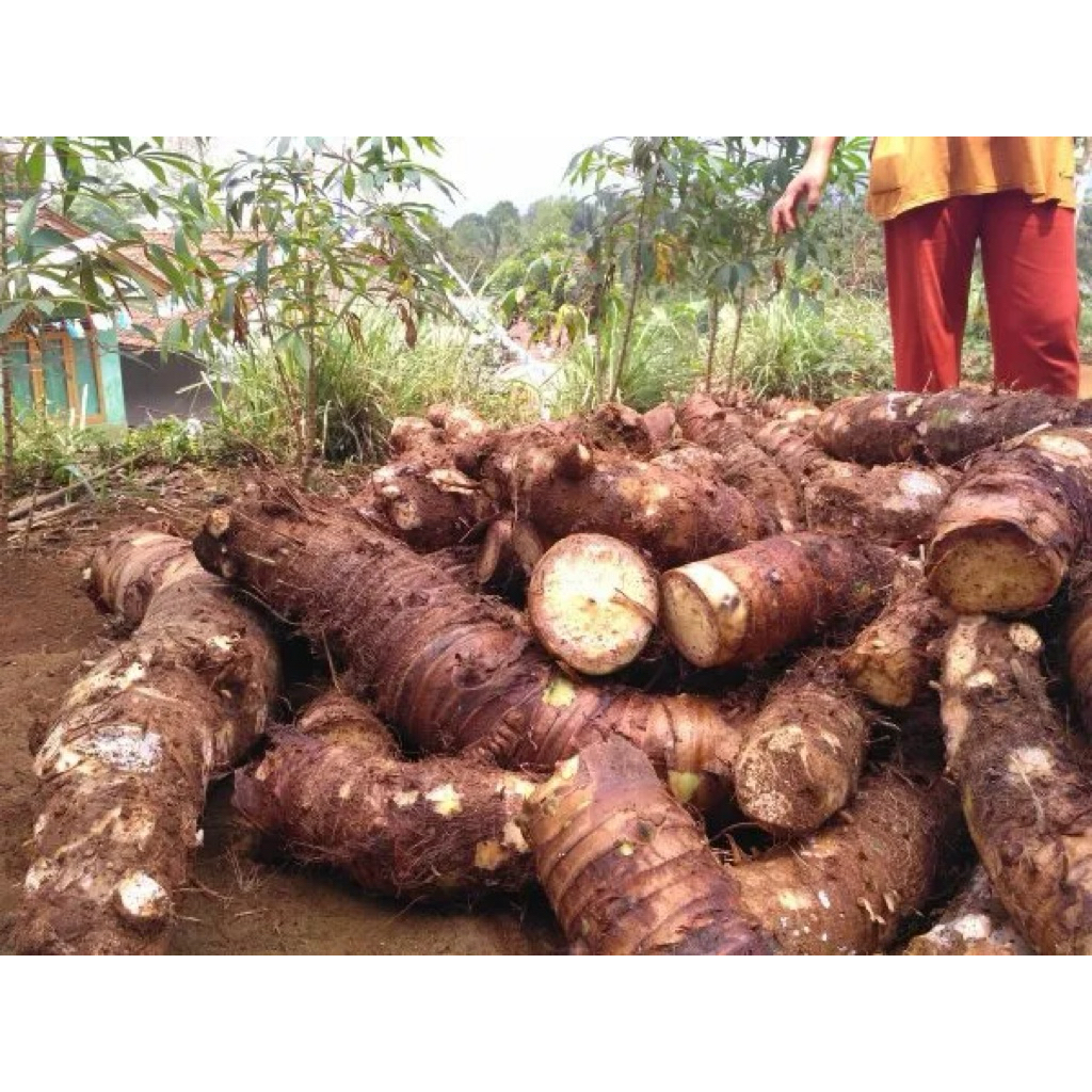 talas, mbote segar 1kg fress