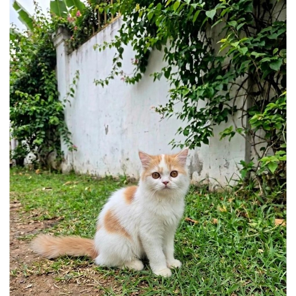 Kucing Persia Medium - Usia 3,5 Bulan - Jantan - Warna Putih Oranye