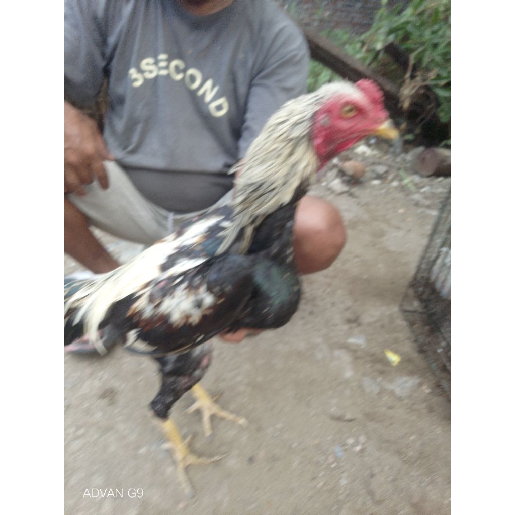 Kandang Super Kwalitas Materi Pemenang Trah KhoyNgon Yokeree