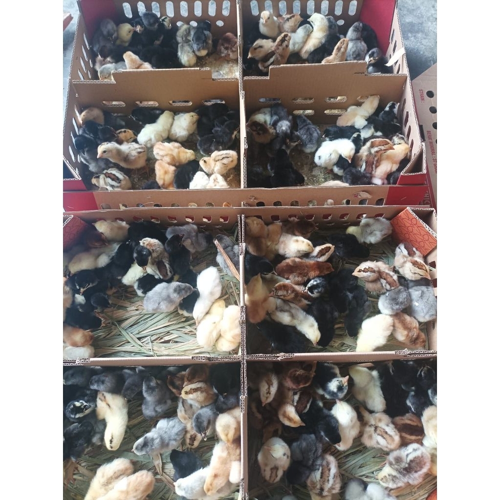 100 Ekor Bibit DOC KUB Anak Ayam Kampung Unggul Anakan BANDUNG