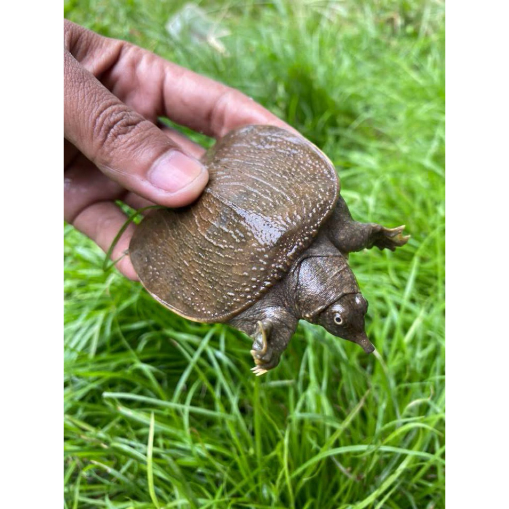 Baby amyda cartilaginea ( bulus sungai)