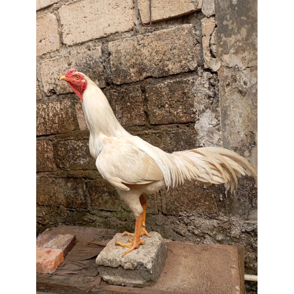 Ayam kampung putih jantan jago dewasa di jakarta