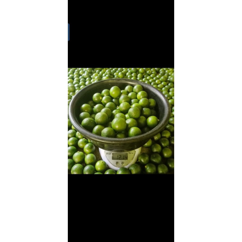 1 KG JERUK SONGKIT/KASTURI