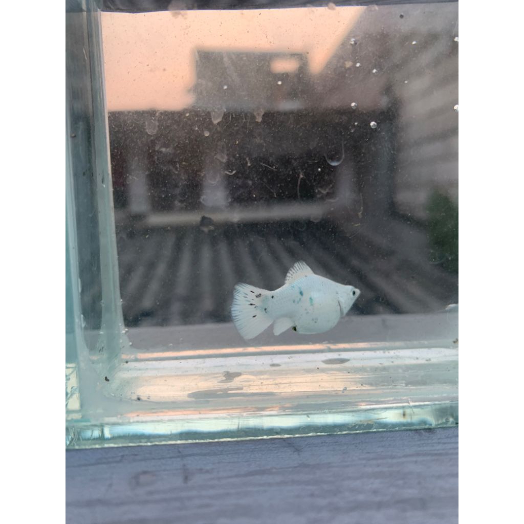 molly platinum white