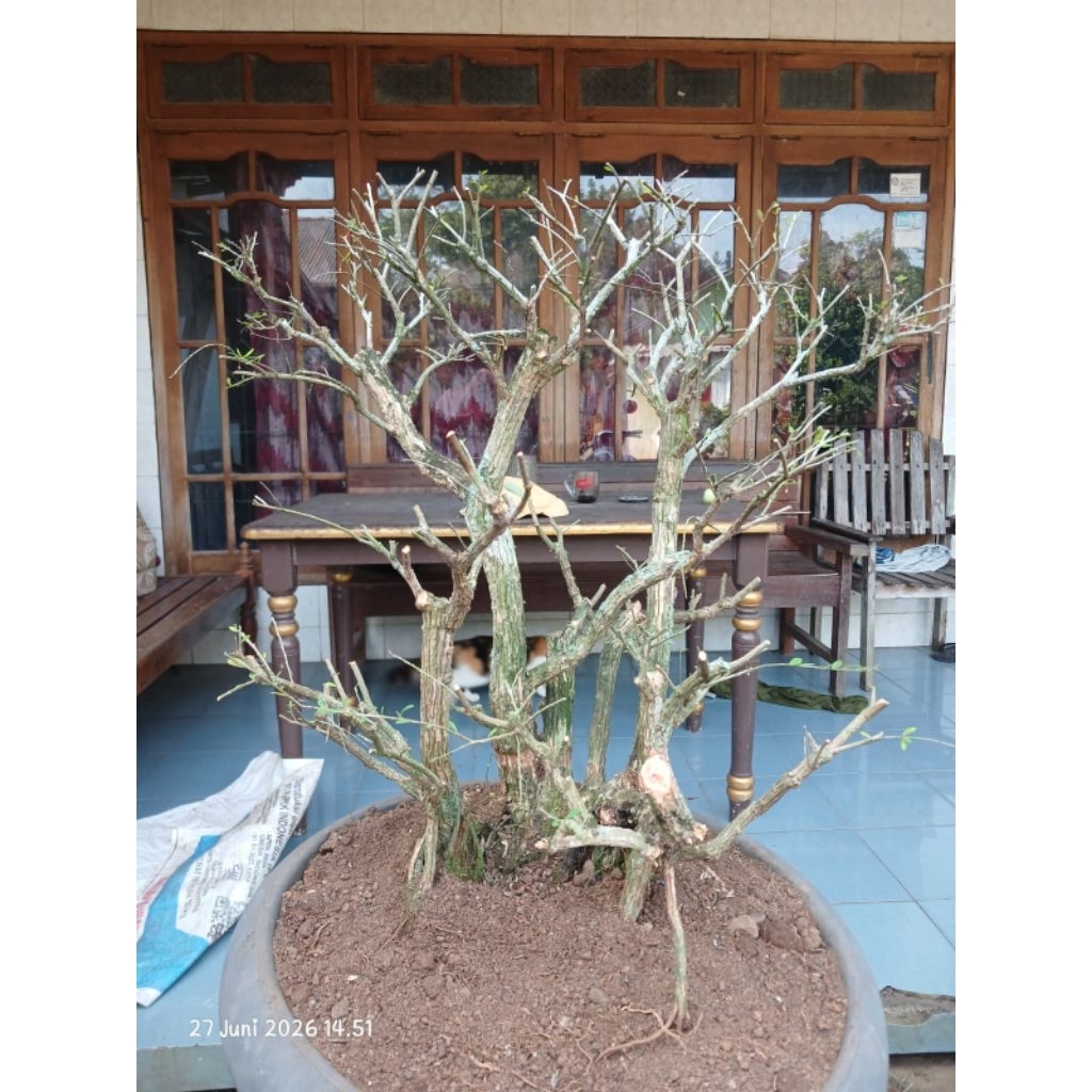 Bonsai cendrawasih konekting/raft size besar sesuai foto