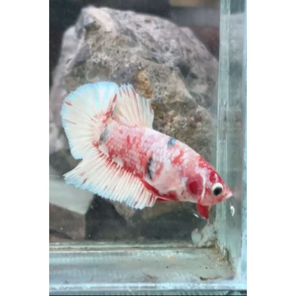 RED BARONGSAI