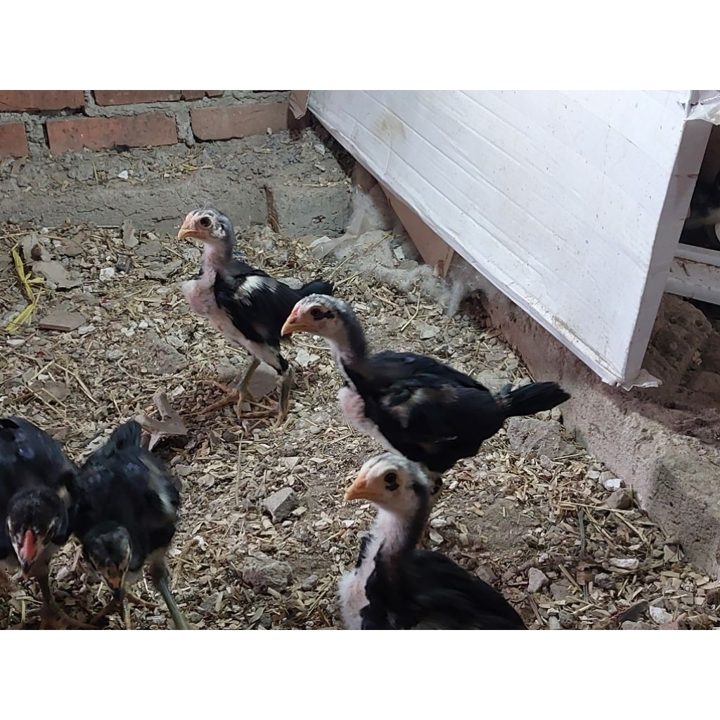 ANAKAN AYAM PAKHOY TRAH BLACKBULL X ASWINDAM UMUR 2.5/3 BLN
