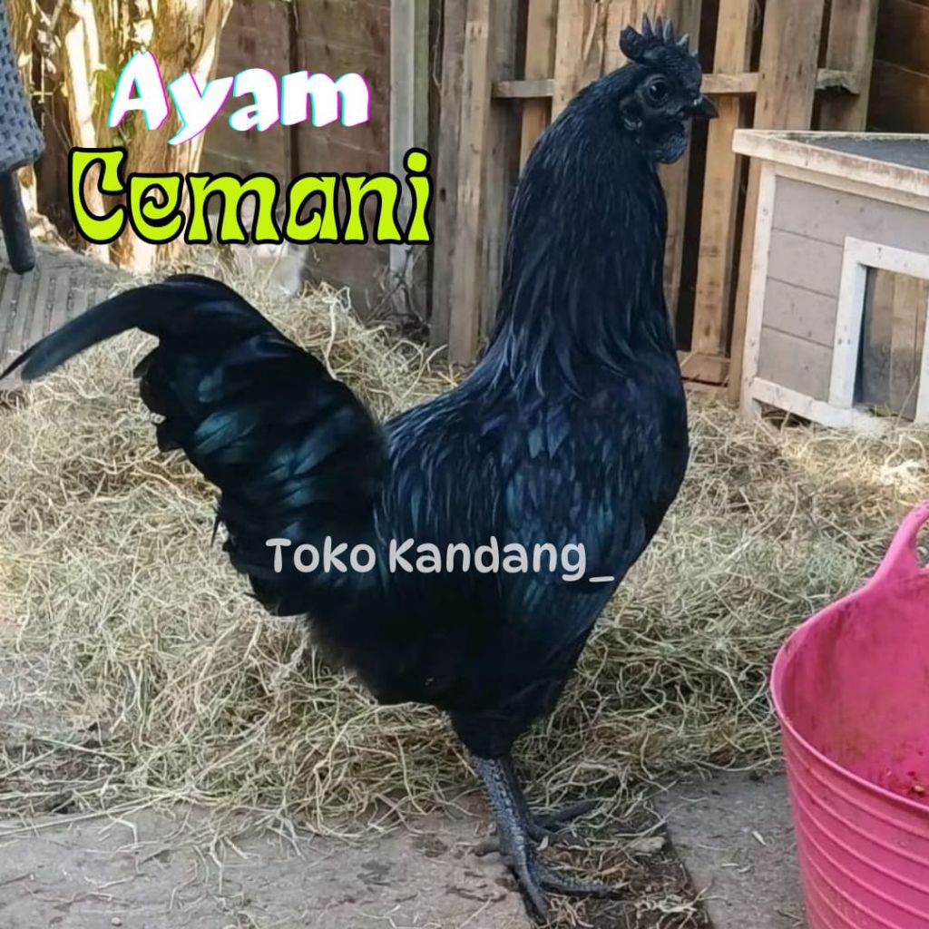 TELUR AYAM CEMANI ASLI UNTUK DITETASKAN