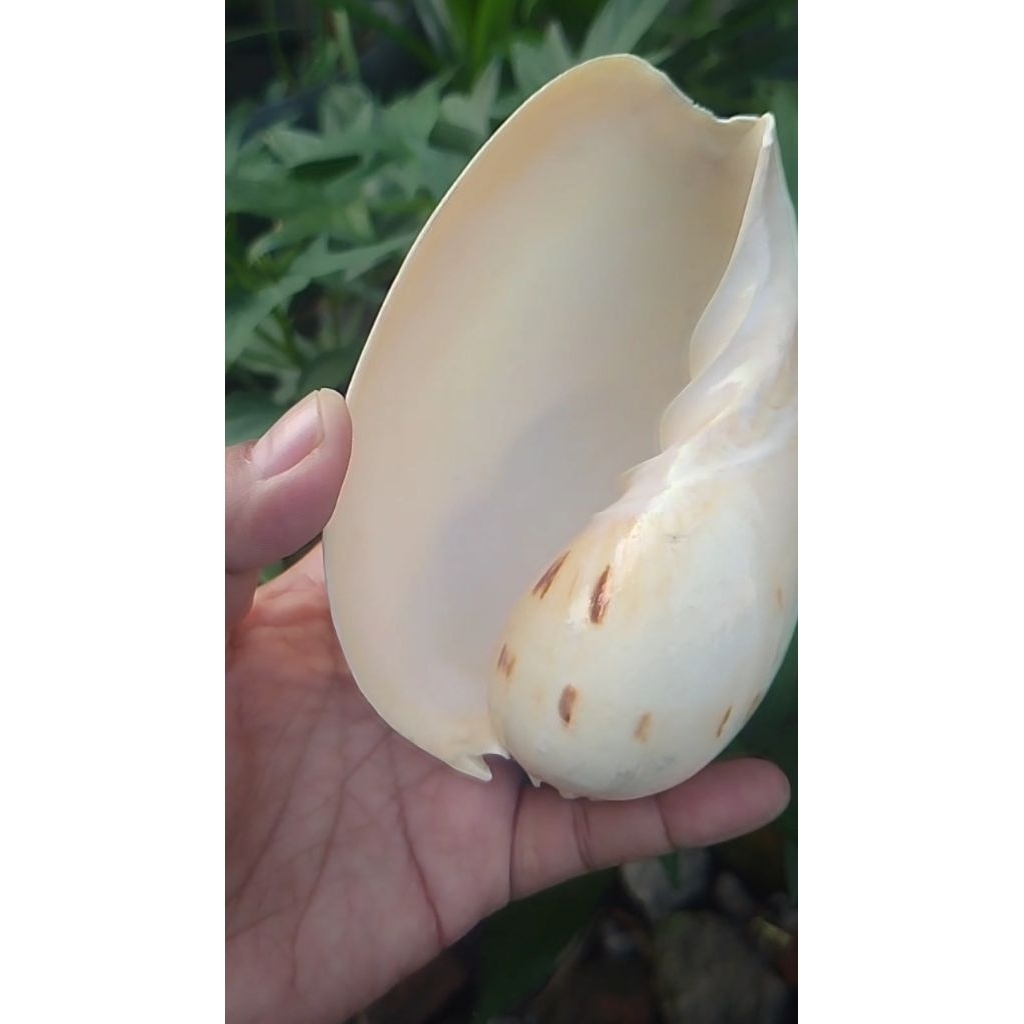 kerang binga jumbo kualitas glossy bs utk kelomang jumbo