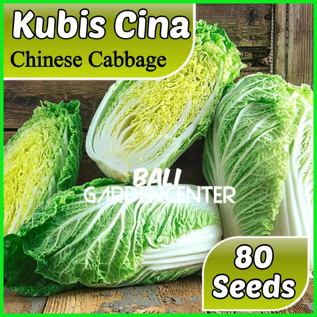 Isi 80 Benih Biji Sawi Putih - Kubis Cina Import