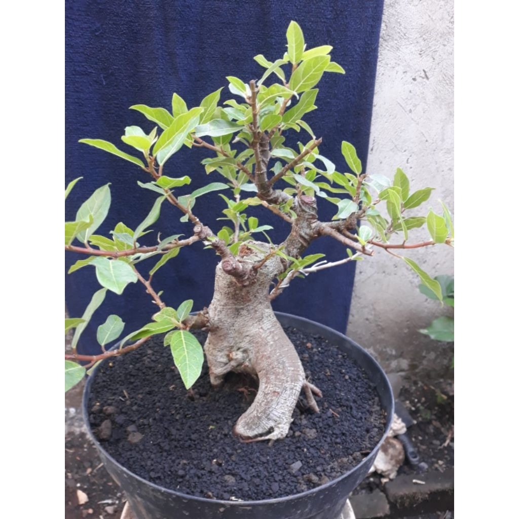 Bonsai Bahan Loa Bogel Sesuai Foto