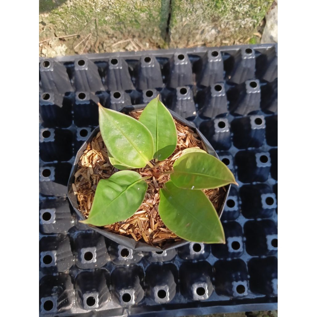 anthurium superboom klasik