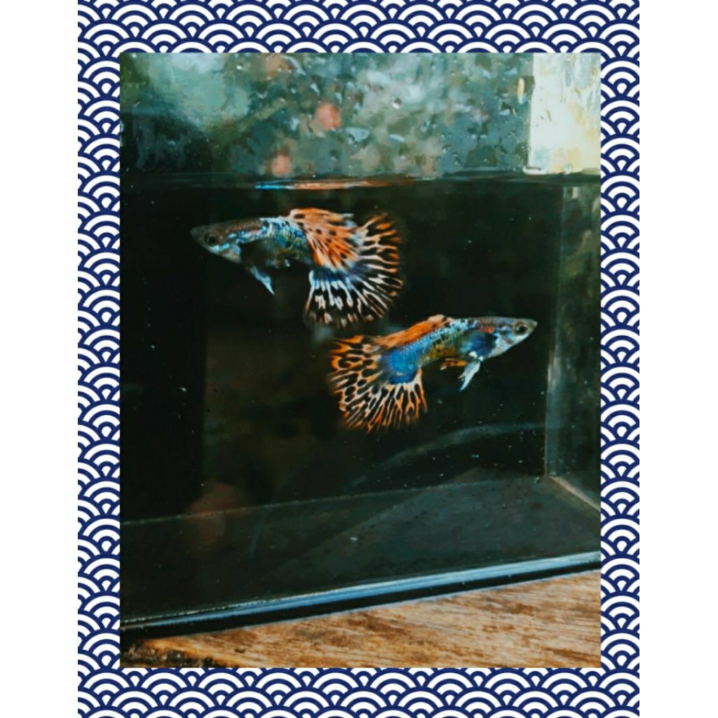 hiasan aquarium guppy red ivory (jantan)