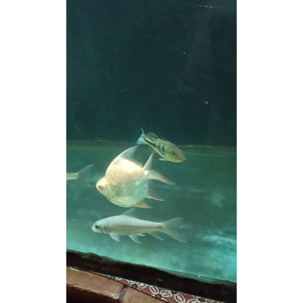Kaviat SB Super King Albino 12cm Grade AA | Hiasan Aquarium