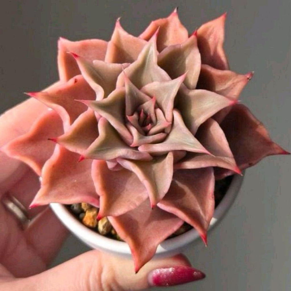 Sukulen Echeveria Madiba