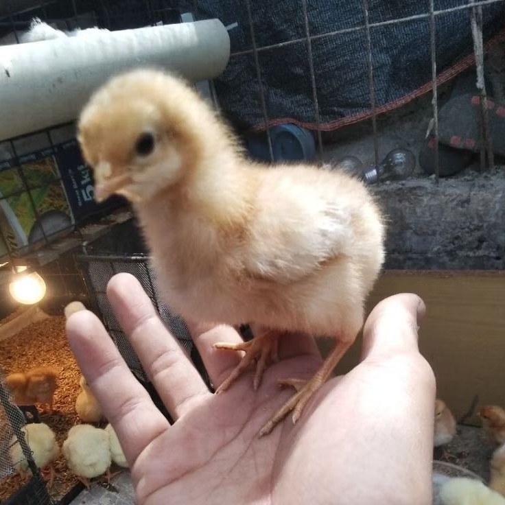 [PROMO]DOC Layer Petelur Bibit Anak Ayam Petelur Betina Lohman Anakan ISA Brown Eceran Bandung