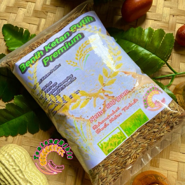 Benih ketan putih / bibit ketan putih 500 gram