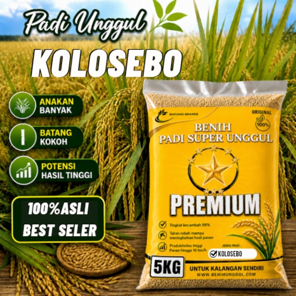 benih padi  kolosebo 02 original kemasan 5kg