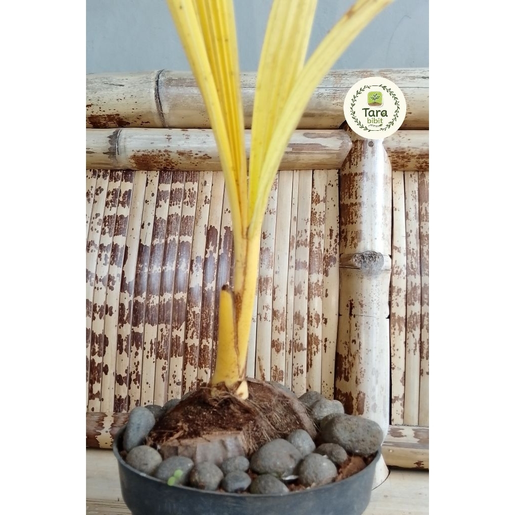 Bonsai Kelapa Albino cocok untuk tanaman hias dan dibonsai - STOK TERBATAS