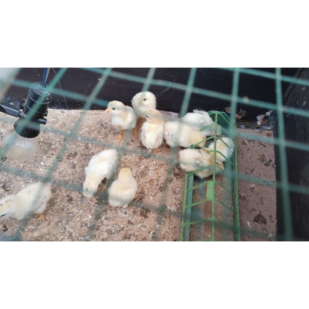 DOC ayam elba