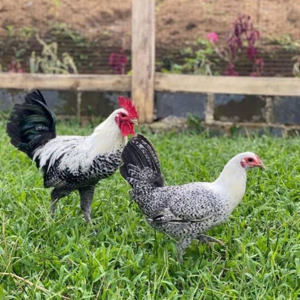 ayam arab / ayam petelur