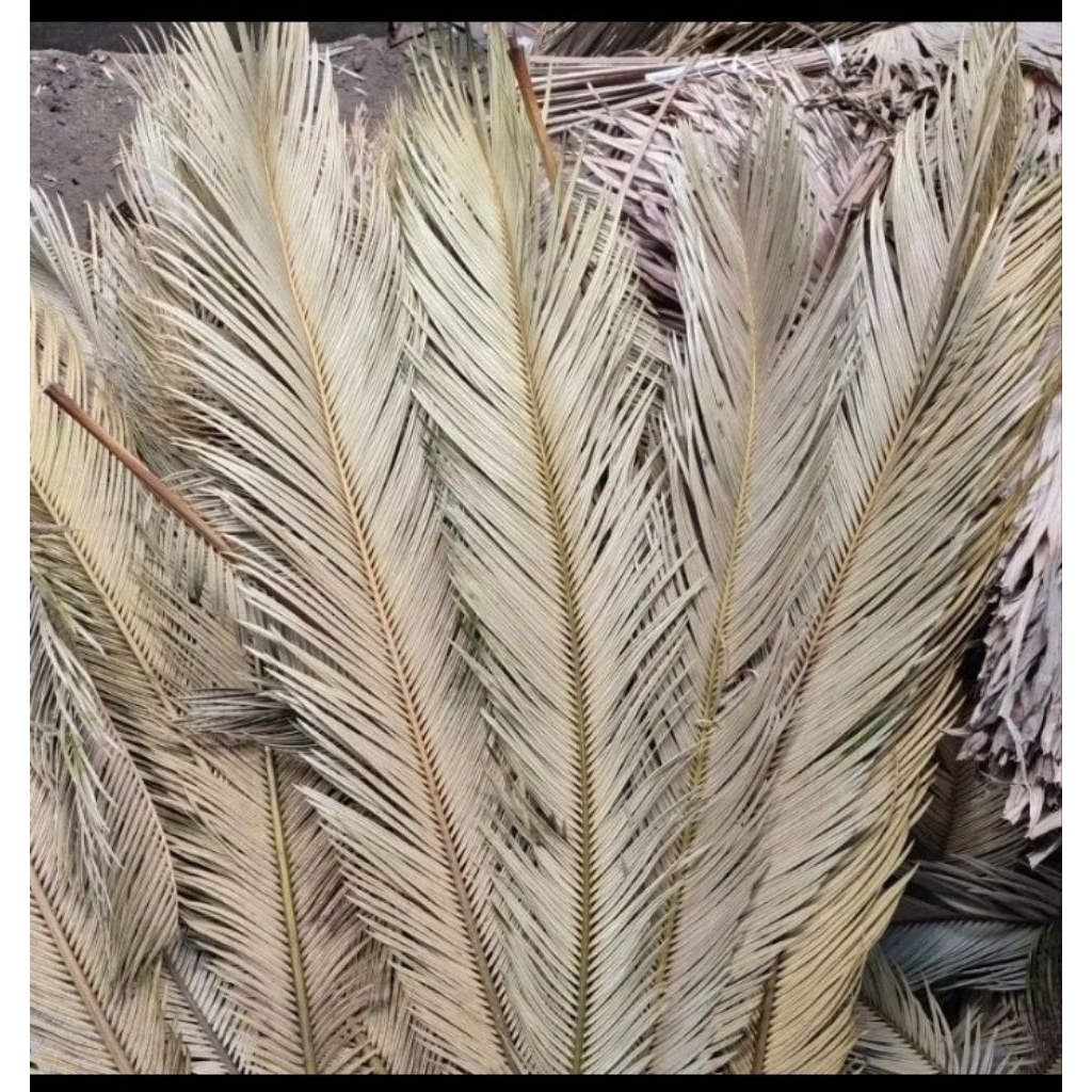 Daun Sikas Kering