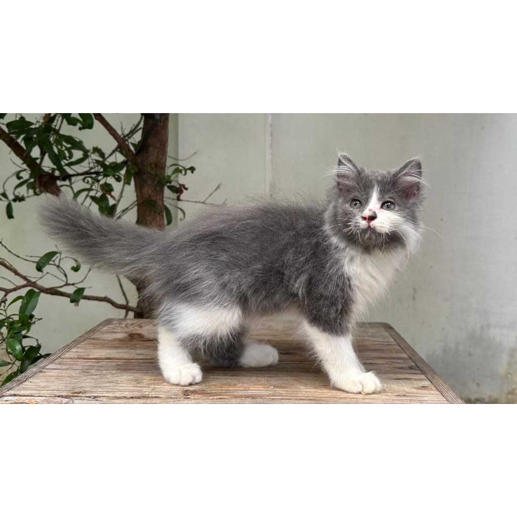 KUCING PERSIA BETINA 2 BULAN ABU ABU PUTIH