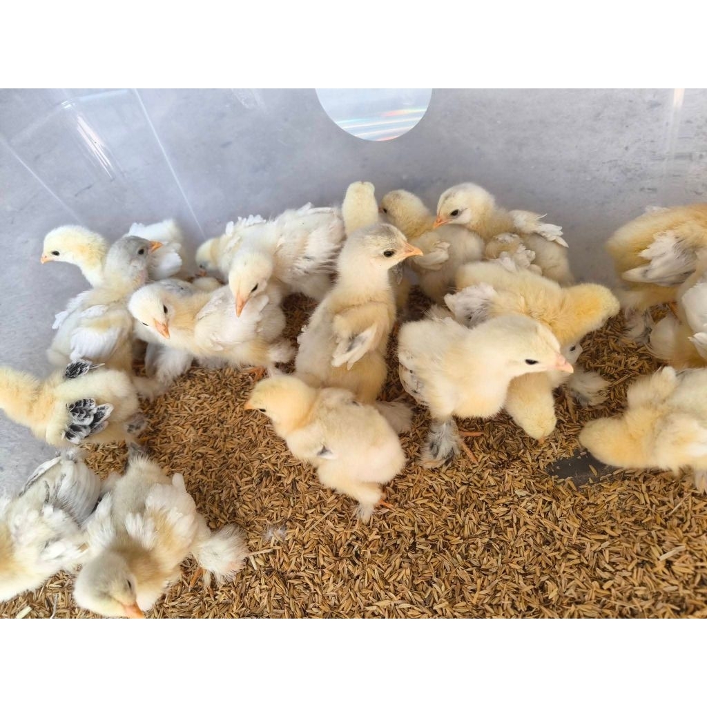 Anak Ayam Brahma Hias Anakan Bandung