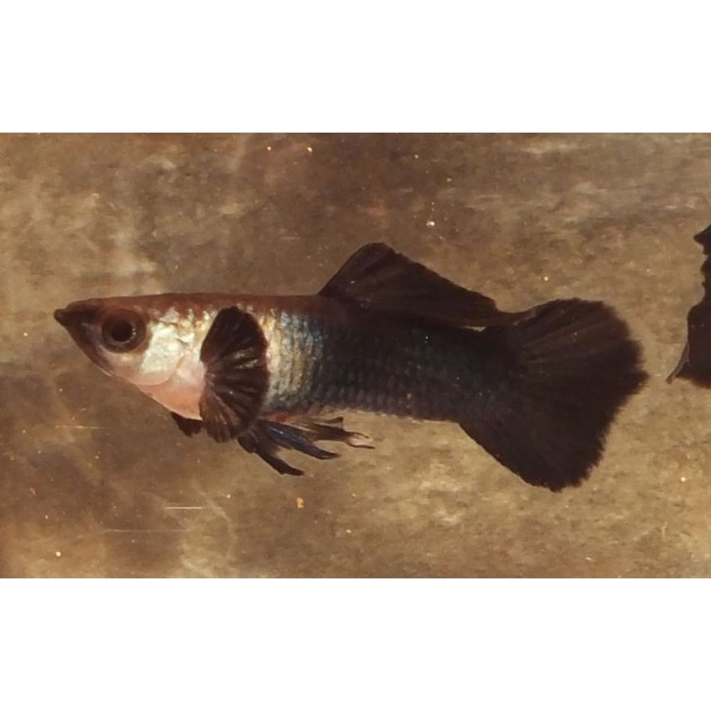 Hiasan Aquascape Ikan Guppy mini panda sepasang indukan