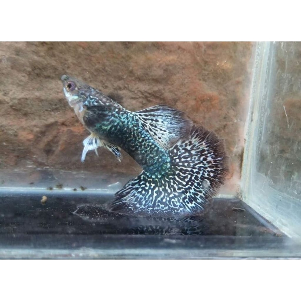 Hiasan Guppy Blue Dragon ikan indukan sepasang Aquarium