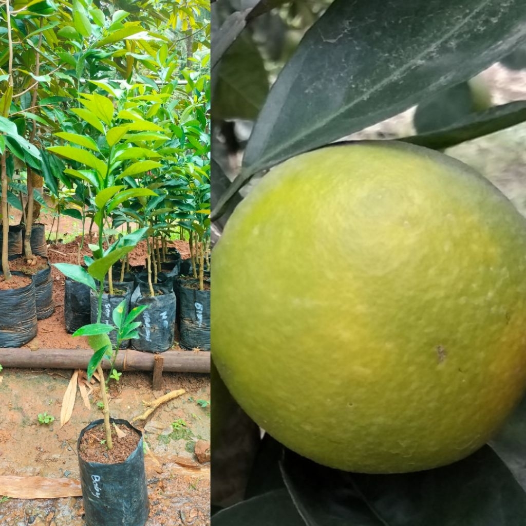 Bibit jeruk baby okulasi