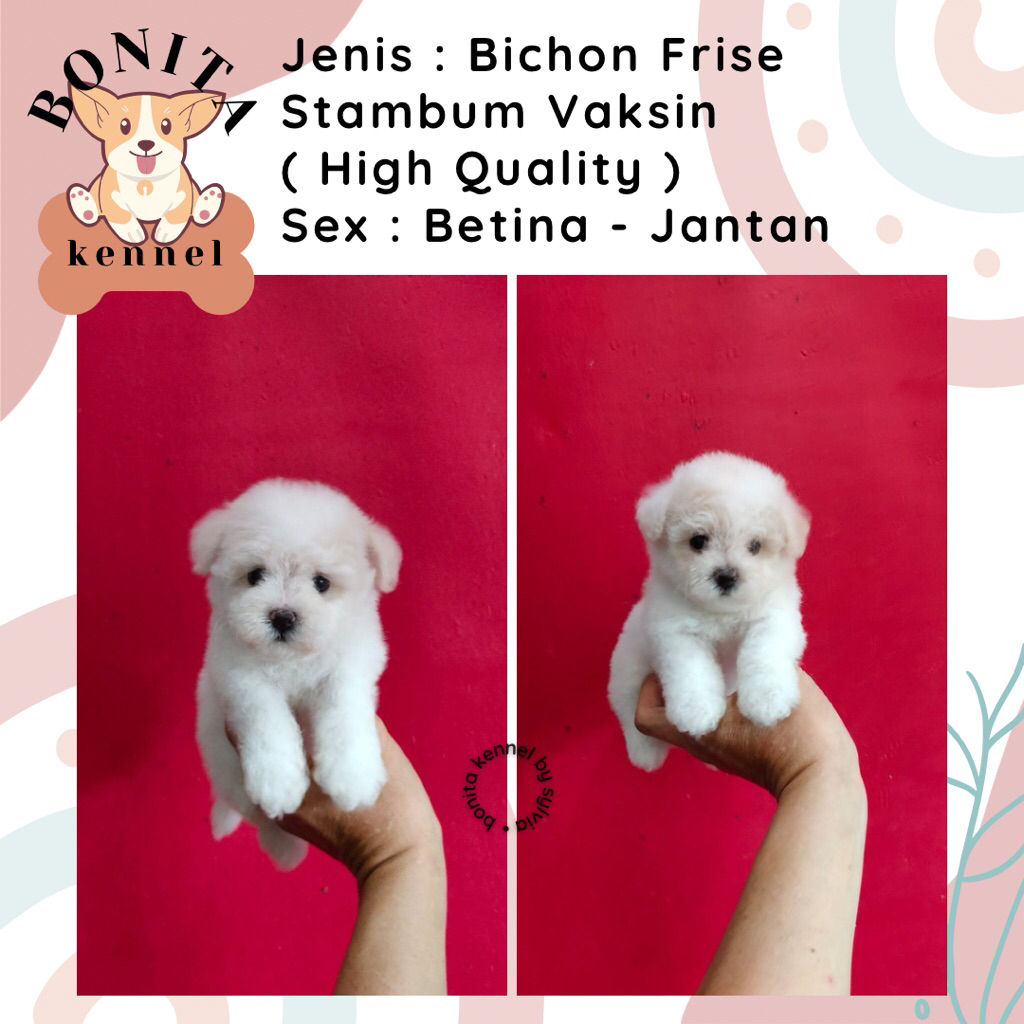 Mini Bichon Frise Stambum Jantan Betina Anak Anjing Bichon Korea