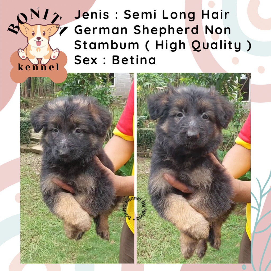German Shepherd Non Stambum Anak Anjing Herder GSD Jantan Betina