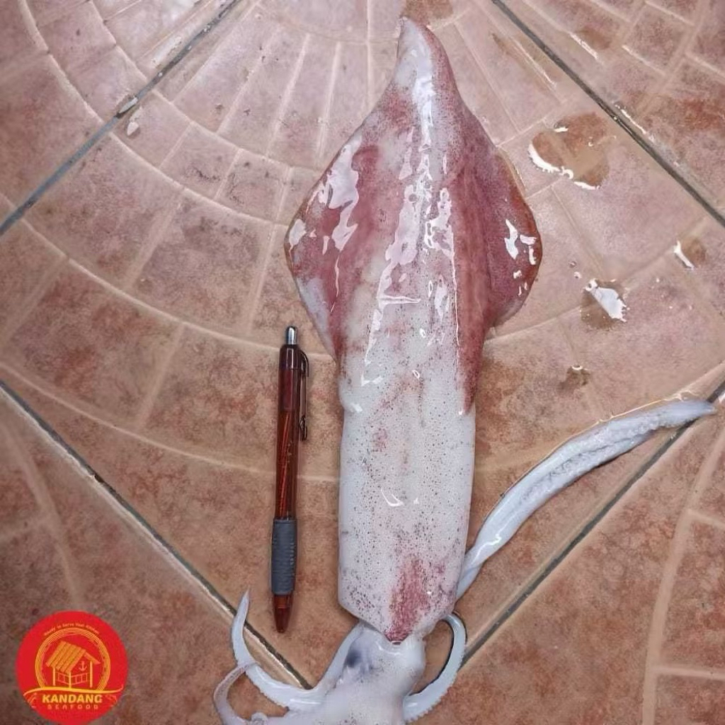 Cumi JUMBO segar/ Cumi utuh fresh