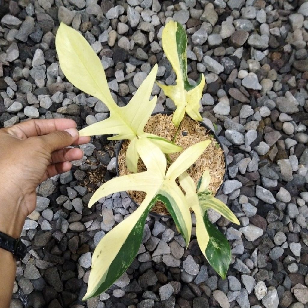 flobe tunggal