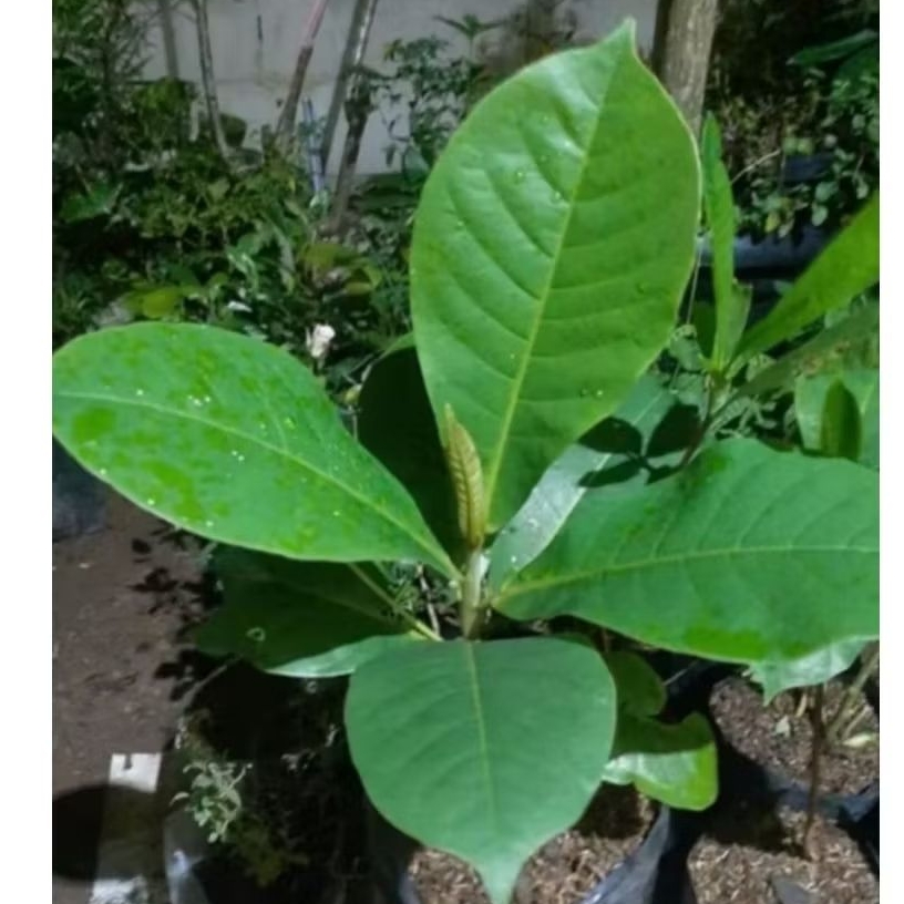 BIBIT TANAMAN POHON KETAPANG LAUT