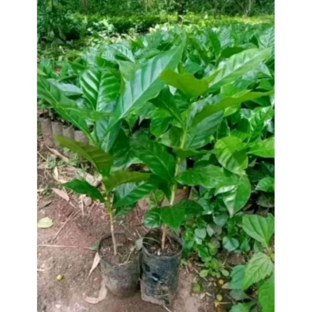 Bibit kopi Arabika Ateng Unggul Siap Tanam