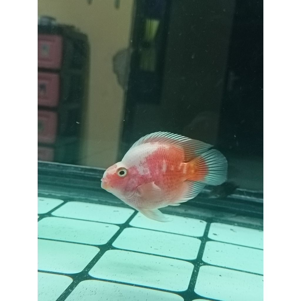 Parrot Santa merah putih