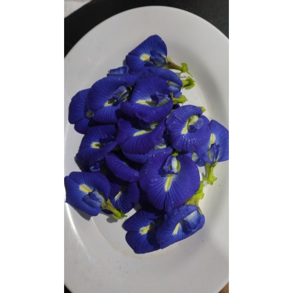 Bunga Telang Segar