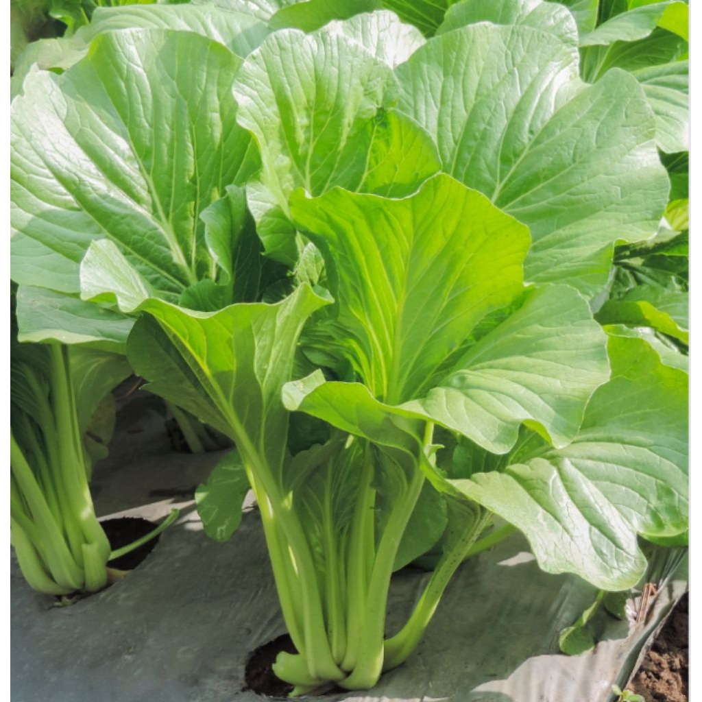 biji sawi hijau/sawi bakso