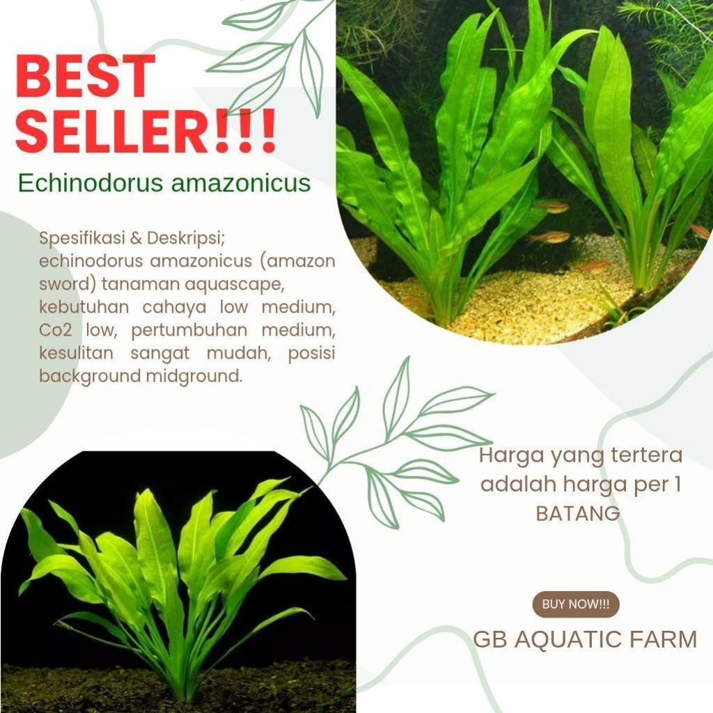 Amazon sword (Echidonorus Amazon sword) tanaman Aquascape