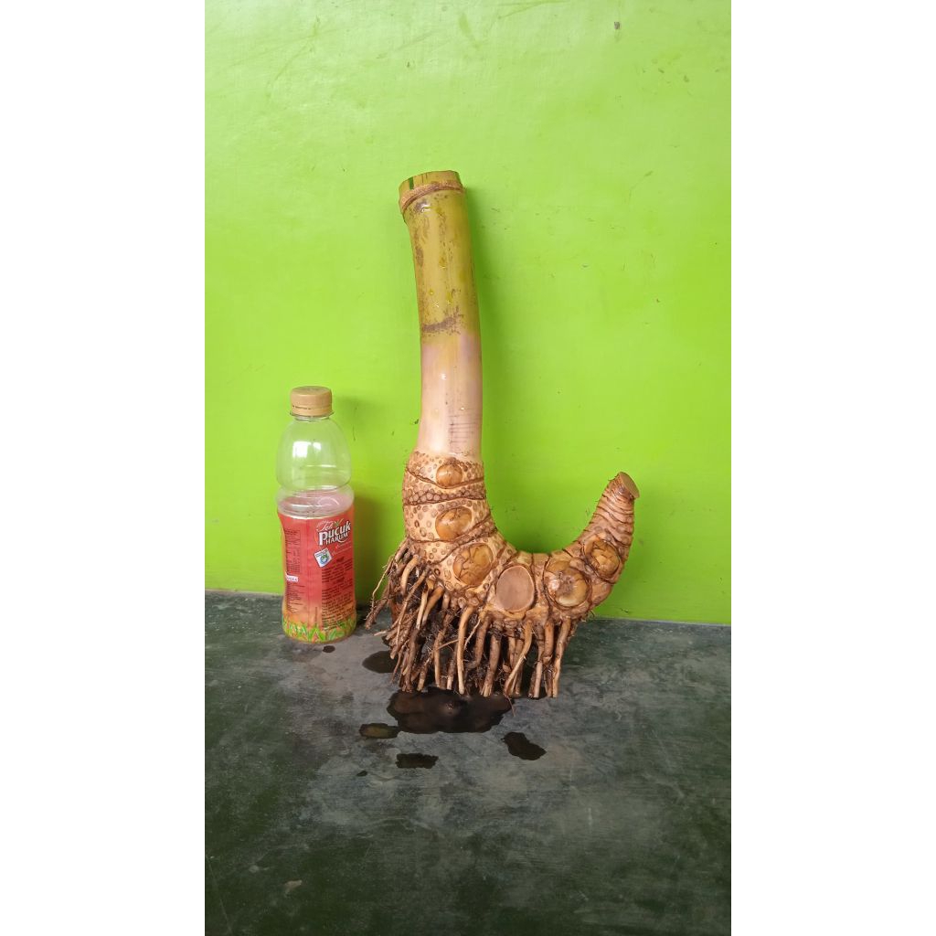 Bahan bonsai bambu kuning