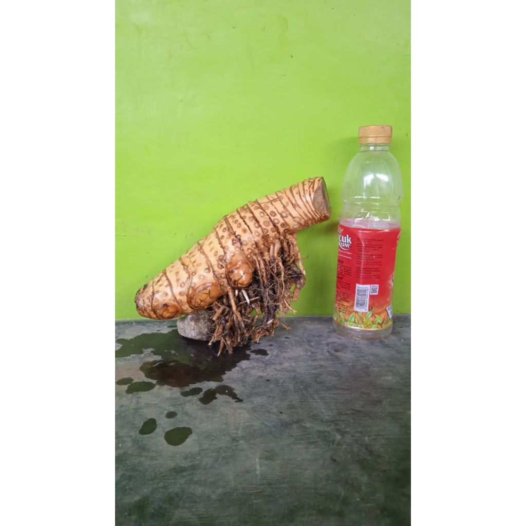 Bahan bonsai bambu kuning