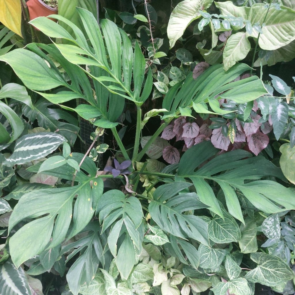 Tanaman Hias Ornamental Monstera Pinnatipartita Pinatipartita Belah